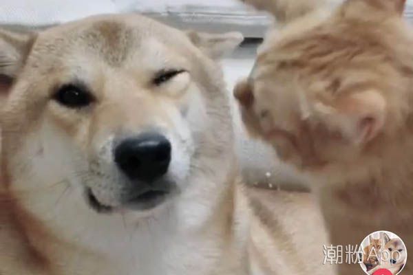 抖音哎呀妈呀脑瓜疼脑瓜疼是什么歌 赵四魔性